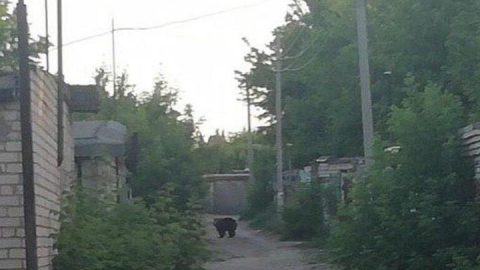 Медведицу, покусавшую двух балаковцев, полицейские заперли в вольере и охраняют