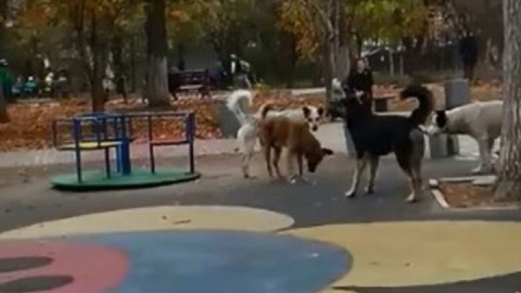 Cтая бродячих собак напугала детей на площадке. Видео