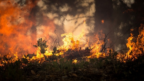 На Кумысной поляне сгорело четыре гектара 10-летнего сосняка