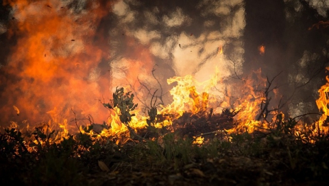 Саратовским чиновникам указали на высокий риск лесных пожаров