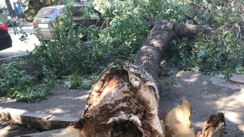 В центре Саратова упавшее дерево повредило авто и зацепило человека