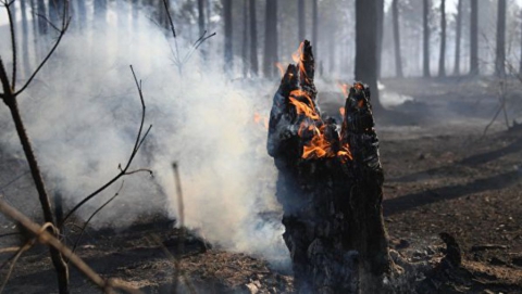 Военные тушили лесной пожар в Татищевском районе