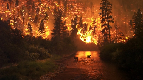 Огонь повредил 186 гектаров леса