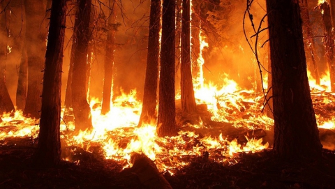 Из-за пожарной опасности жителям Саратовской области запретили ходить в лес