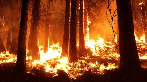 Чрезвычайная пожарная опасность объявлена в лесах Саратовской области