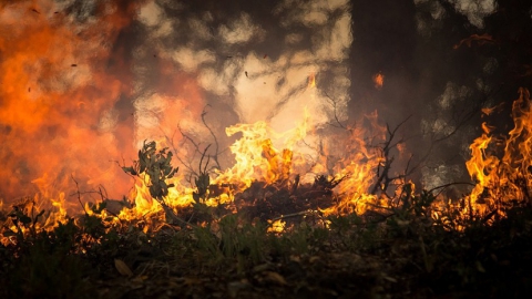 Лесные пожары. В Саратовской области возбуждено пять уголовных дел