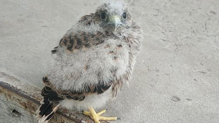 В Саратовской промзоне нашли соколенка