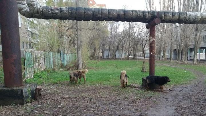 Бездомная собака укусила девочку на дачах в Пугачевском районе