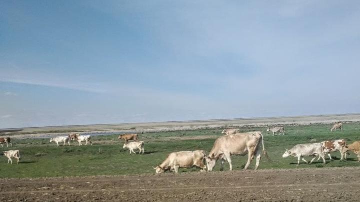 Депутаты приняли поправки в закон Саратовской области о выпасе и прогоне скота  