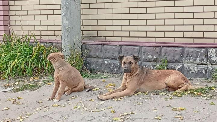 До конца года в Волжском районе Саратова поймают 115 бездомных собак