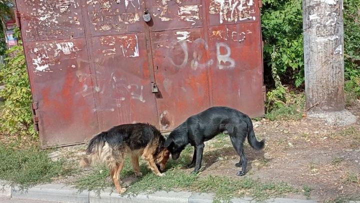 В Энгельсский пункт содержания животных поступит 110 бездомных собак