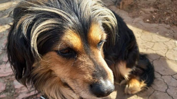 Житель Воскресенского района заплатил ребенку 50 тысяч за укус собаки
