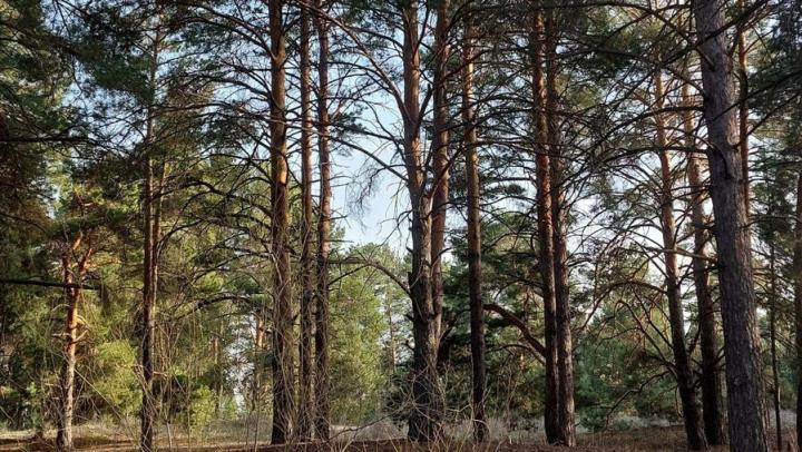 В национальном парке «Дьяковский лес» Саратовской области открылась экотропа 