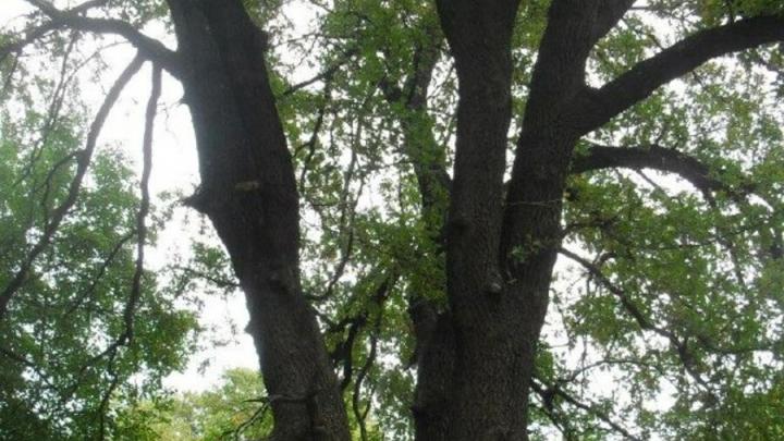 В Саратовской области обнаружено старовозрастное дерево
