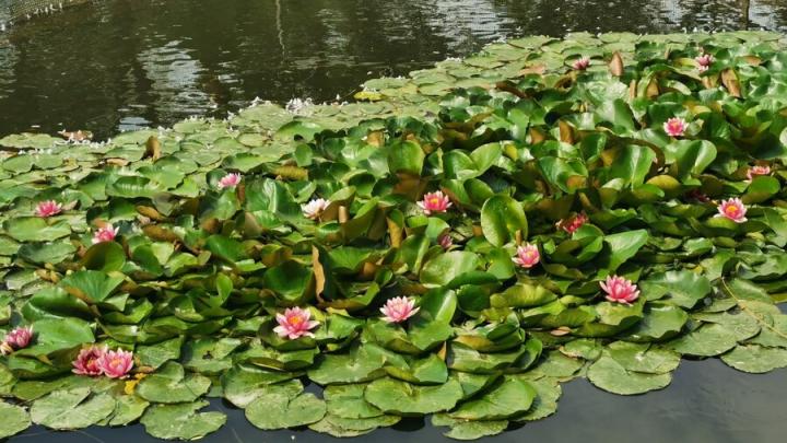 В саратовском горпарке расцвели розовые кувшинки