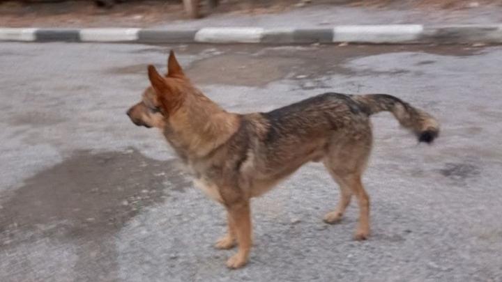 В Волжском районе Саратова до конца года поймают 117 собак