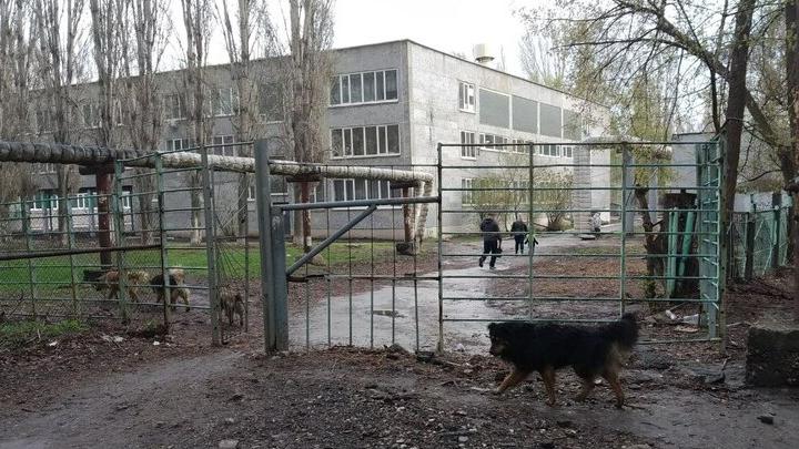 В Саратовской области будут ловить агрессивных собак
