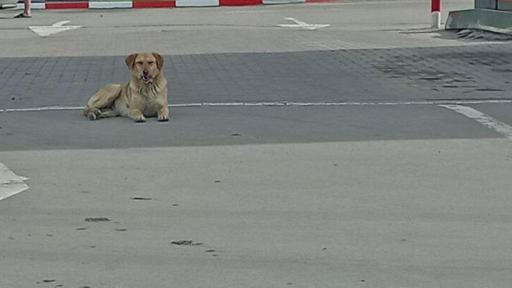 300 бездомных собак отловят в Ленинском районе Саратова