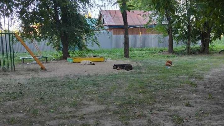 Детскую площадку в Энгельсе захватили бездомные собаки