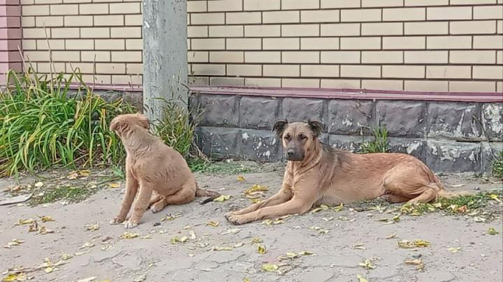 Еще 177 бездомных собак поймают в Волжском районе Саратова