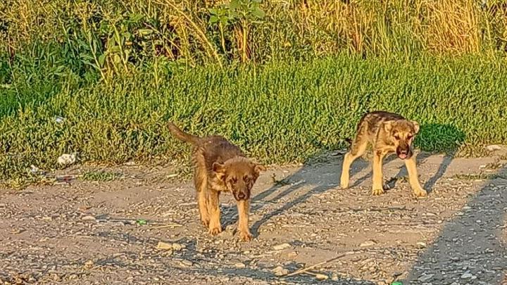 В Аткарском районе поймают 50 бездомных собак