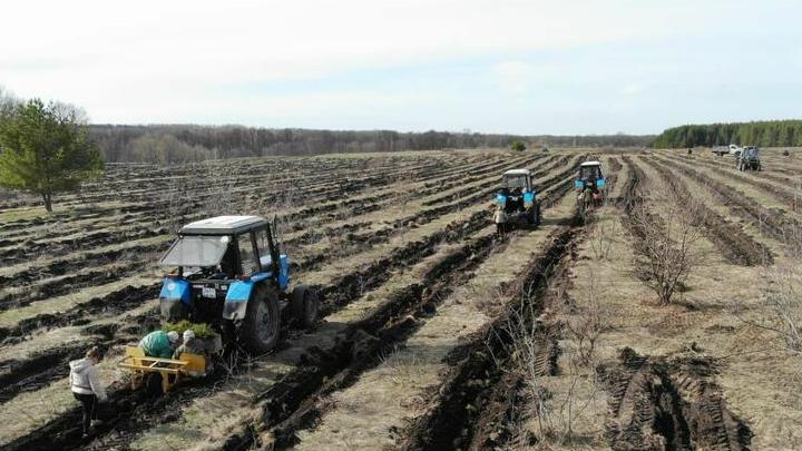 По количеству компенсационного лесовосстановления Саратовская область занимает второе место в России