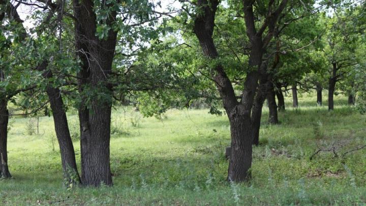 В Саратовской области изменят границы Буркинского леса