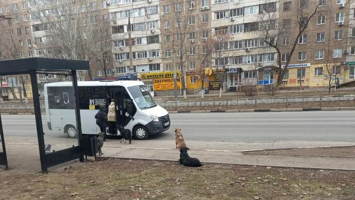 В Энгельсе бродячие собаки облюбовали остановку