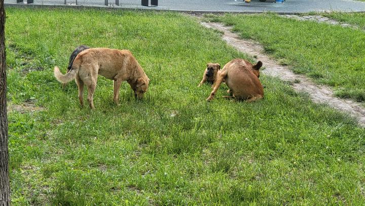 В Саратове возбуждено уголовное дело о халатности после нападения бродячих собак на детей