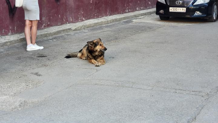 В Саратове бездомная собака напала на девочку