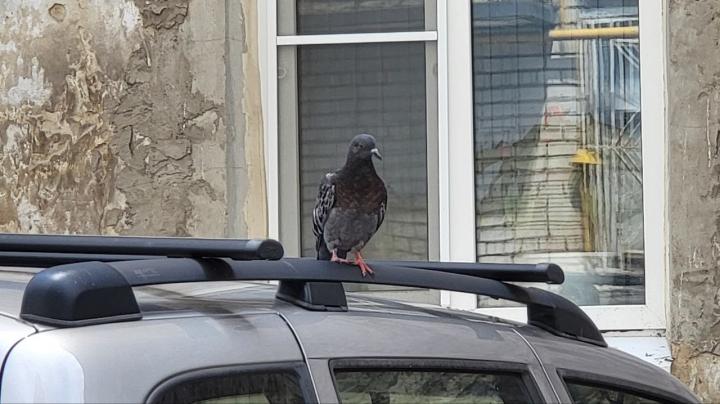 В Балаково вновь зафиксирован случай жестокого обращения с животными