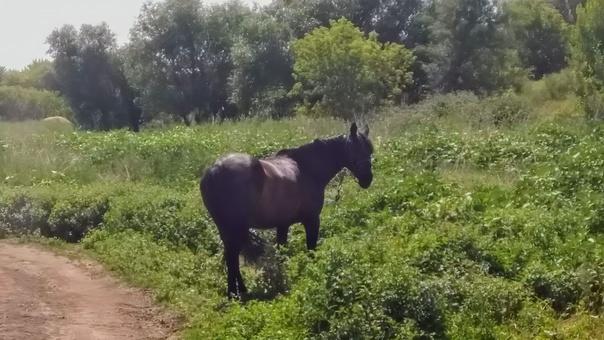 Гагаринский район лидирует по сбору урожая овощей в Саратовской области